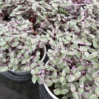Thài lài pink lady
