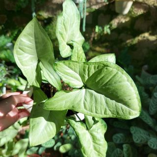 Cây Trầu bà trắng