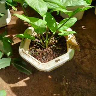 Cây Trầu bà trắng
