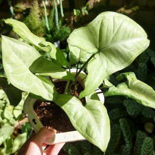 Cây Trầu bà trắng