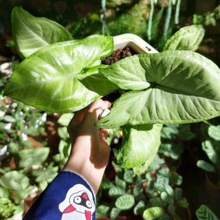 Cây Trầu bà trắng