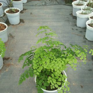 Tóc thần vệ nữ