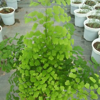 Tóc thần vệ nữ