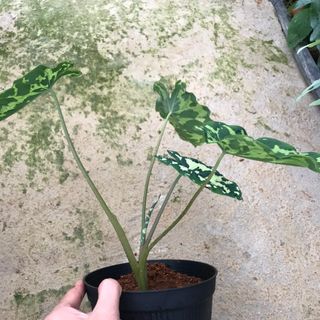 môn áo lính _ alocasia hilo beauty
