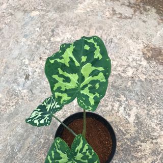 môn áo lính _ alocasia hilo beauty