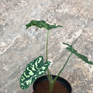môn áo lính _ alocasia hilo beauty