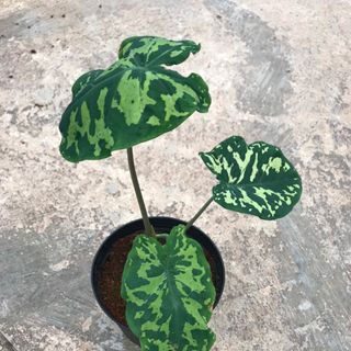 môn áo lính _ alocasia hilo beauty
