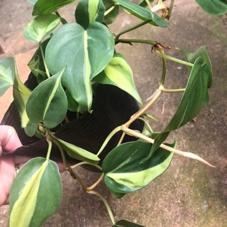 Trầu bà brazil