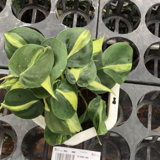 Trầu bà brazil