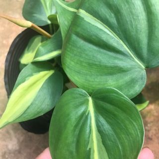 Trầu bà brazil