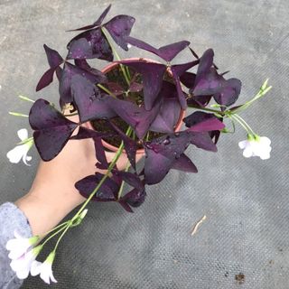 Cây bướm đêm