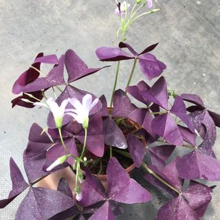 Cây bướm đêm