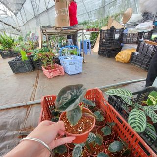 Rồng đỏ cuprea- alocasia cuprea. Những chiếc lá ma mị cho không gian xanh nhà bạn