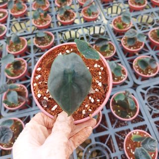 Rồng đỏ cuprea- alocasia cuprea. Những chiếc lá ma mị cho không gian xanh nhà bạn