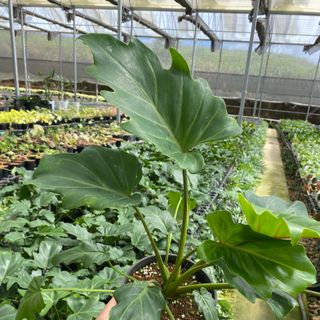Trầu bà chân vịt- philodendron xanadu. Cây xinh cho không gian của bạn