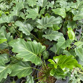 Trầu bà chân vịt- philodendron xanadu. Cây xinh cho không gian của bạn