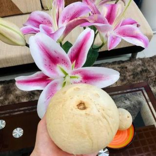 DỪA XIÊM XANH TRỌC