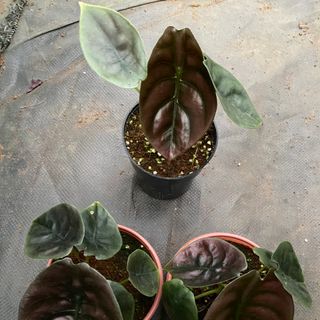Rồng đỏ cuprea- alocasia cuprea. Những chiếc lá ma mị cho không gian xanh nhà bạn