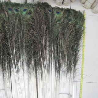 10 Lông Công Phong Thuỷ