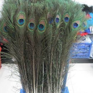 10 Lông Công Phong Thuỷ