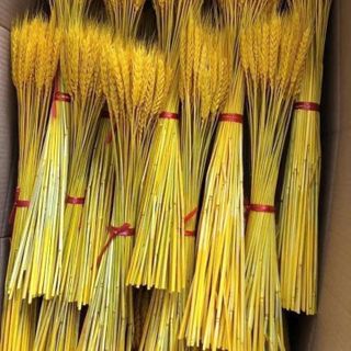 Bống lúa mạch vàng trend mới giá sỉ