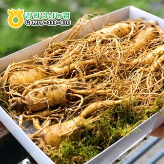 Sâm tươi Hàn Quốc - Loại 3 củ/1kg