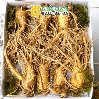 [Chất lượng] Sâm tươi Hàn Quốc - Loại 6 củ/1kg