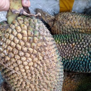 Quả dứa rừng