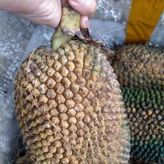 Quả dứa rừng