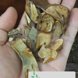 Cây Cẩu Tích (Cây Lông Culi) khô hàng loại 1 - Dược liệu Tây Bắc