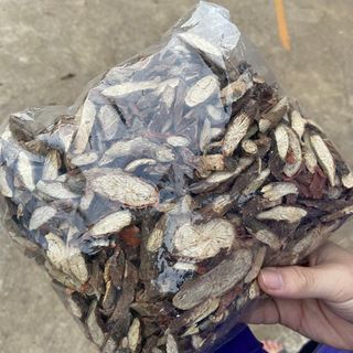 Cây Đau Xương khô hàng chuẩn loại 1 - Dược liệu Tây Bắc