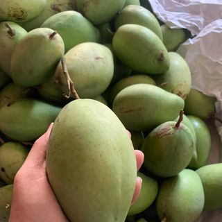 Xoài cát hòa lộc cao lãnh size 330-400gr