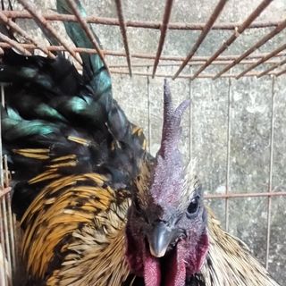 Gà H'mông