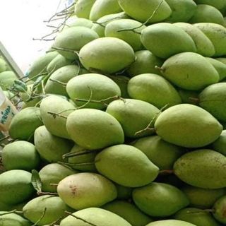 Xoài cát hòa lộc cao lãnh 400-600gr