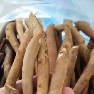 Rễ sâm cau