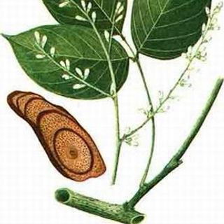 Cây tăng cân bổ máu (Huyết Đằng) khô chất lượng loại 1 - Dược liệu Tây Bắc
