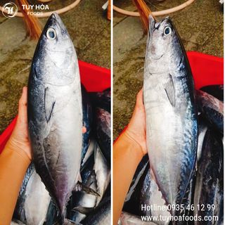 Cá Ngừ Chù Giá Sỉ (Size Từ 700g-1Kg/con) - Trực Tiếp Từ Biển Phú Yên Chưa Qua Chế Biến - Đóng Túi PE Hút Chân Không