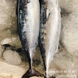 Cá Ngừ Chù Giá Sỉ (Size Từ 700g-1Kg/con) - Trực Tiếp Từ Biển Phú Yên Chưa Qua Chế Biến - Đóng Túi PE Hút Chân Không