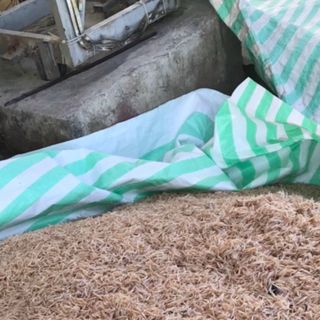 Tép khô tép bắc.không cát