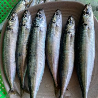 Cá Nục Tươi Giá Sỉ 10Kg - Nục Suôn Nguyên Con (Quy cách Khay 500g) - Ship HCM