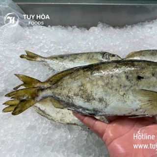 Cá Giò Tươi Giá Sỉ (Cá Dò) Nguyên Con Khay 500g - Cá Biển Tươi Phú Yên Chưa Qua Chế Biến