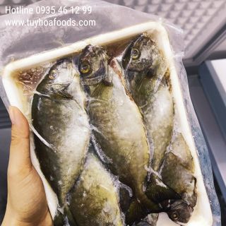 Cá Giò Tươi Giá Sỉ (Cá Dò) Nguyên Con Khay 500g - Cá Biển Tươi Phú Yên Chưa Qua Chế Biến