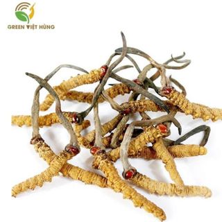 Đông trùng hạ thảo sấy thăng hoa hộp quà tặng loại 10g /1 lọ