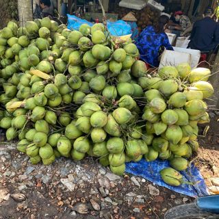 Dừa xiêm trọc Bến Tre