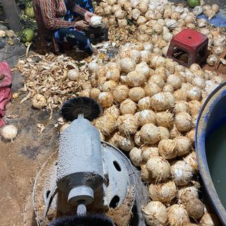 Dừa xiêm trọc Bến Tre