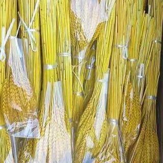 Bông lúa mạch sấy khô bán sỉ