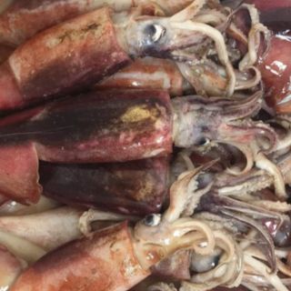 Mực ống đại dương