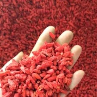 Kỷ tử Ninh Hạ đại