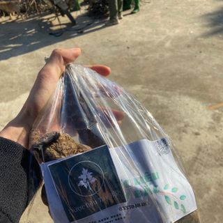 Hà Thủ Ô Khô cả củ