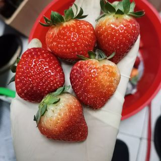 Dâu tây Đà Lạt